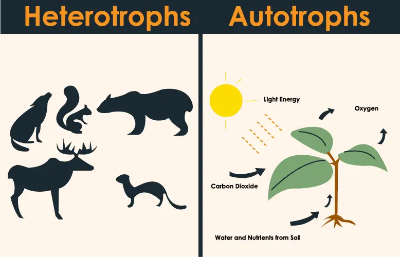 Autotroph vs Heterotroph