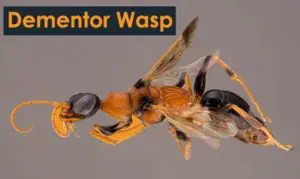 Dementor Wasp
