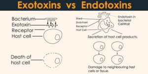 Endotoxins vs Exotoxins