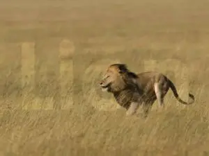 Lion Speed