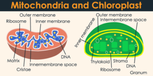 mitochondria and chloroplast