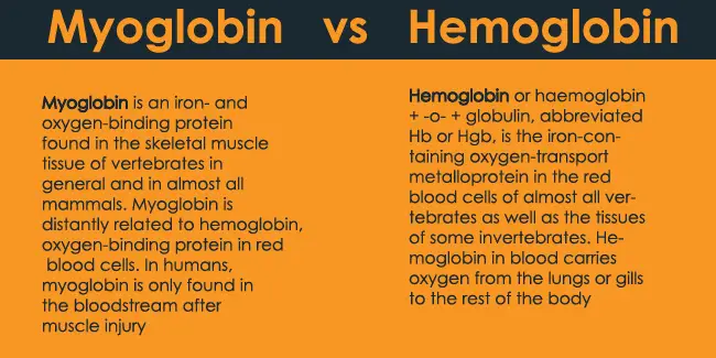 Myoglobin Vs Hemoglobin