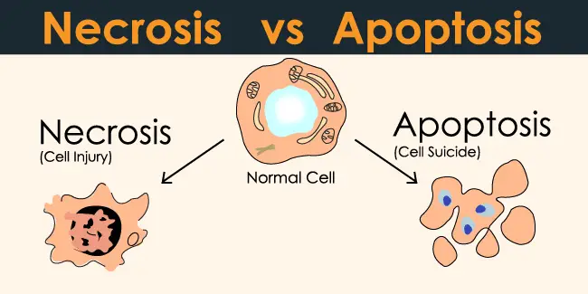 Apoptosis vs necrosis