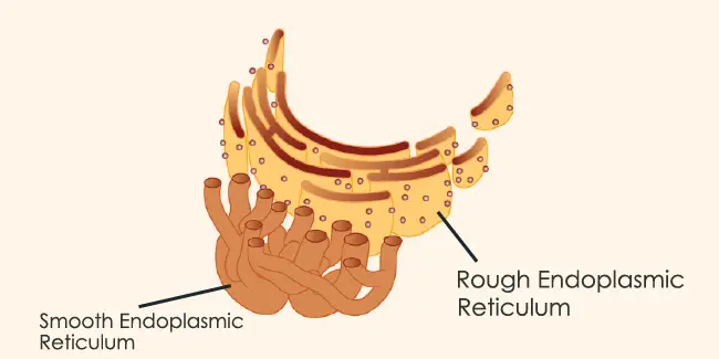 3 Differences Between The Smooth And Rough Er