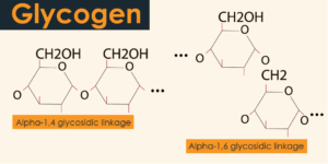 glycogen structure