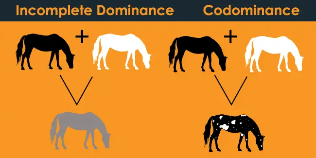 what is the similarities of incomplete dominance and codominance