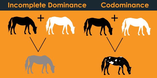 Difference Between Incomplete Dominance And Codominance 24 Hours Of 