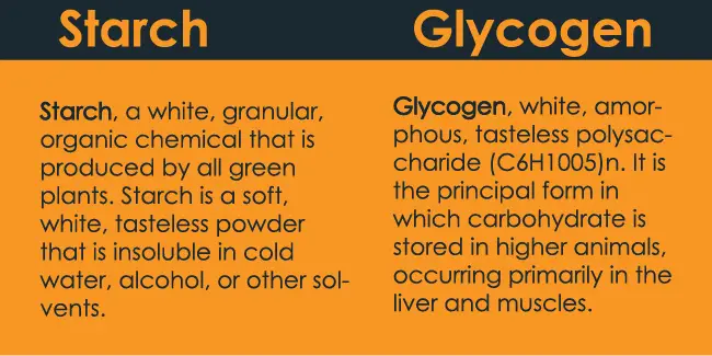 Glycogen vs Starch