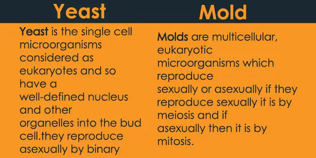 Yeast vs Mold