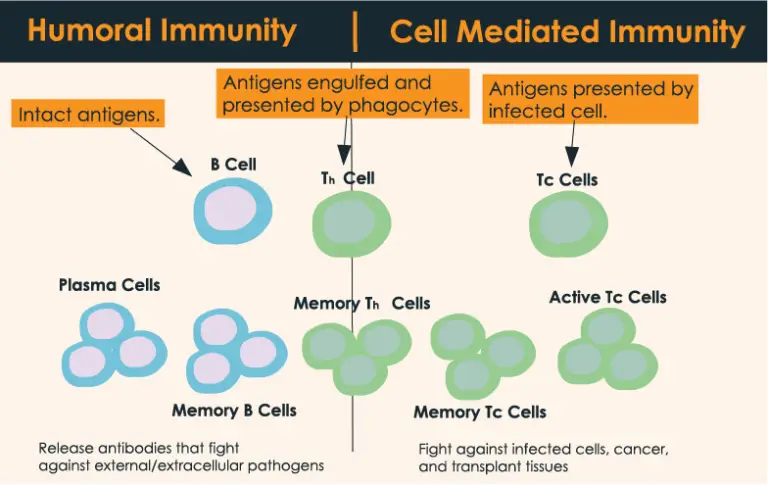 What Are The Examples Of Humoral Immunity