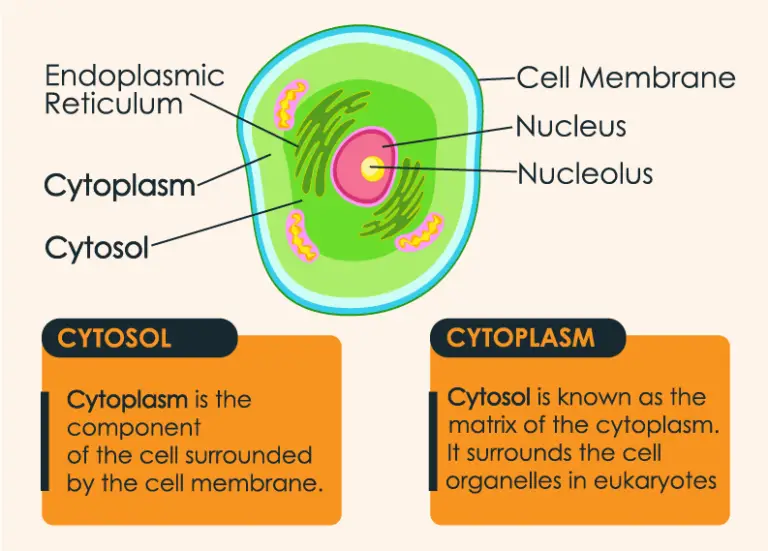 Cytosol vs Cytoplasm Definition, Difference, and Comparison – 24 Hours ...