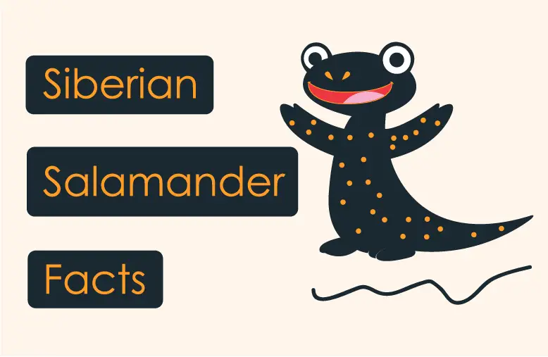 Siberian Salamander Facts