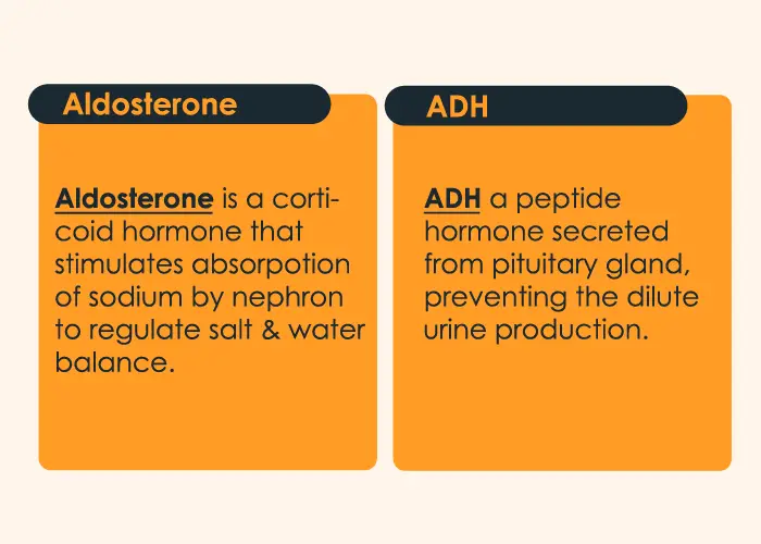 ADH vs Aldosterone