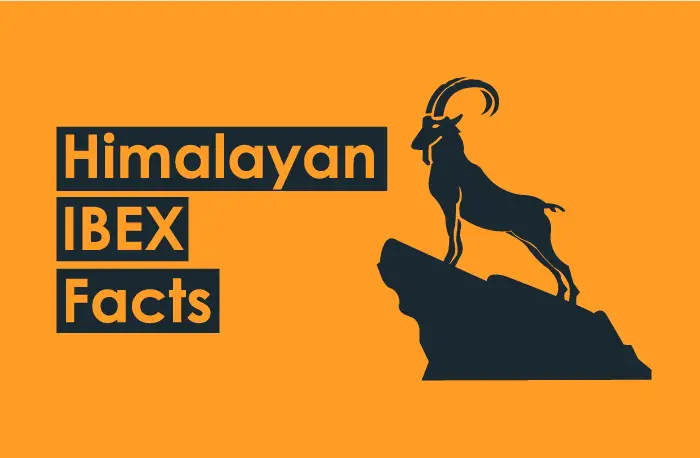 himalayan ibex facts-