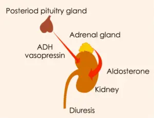 aldosterone antidiuretic definition