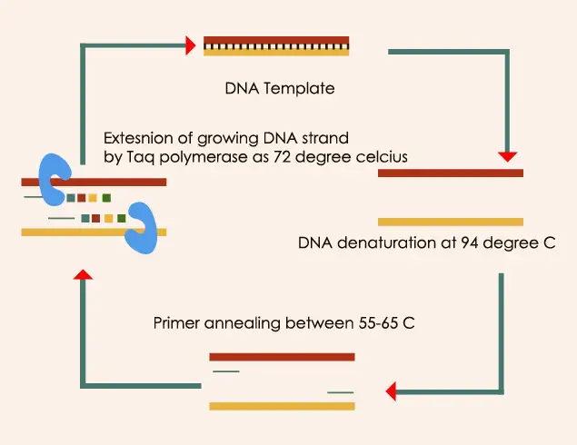 dna amplification