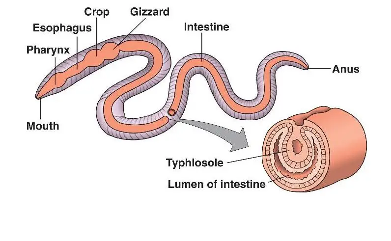 digestive system of earthworm