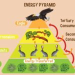 Energy Pyramids Ecology