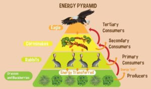 Energy Pyramids Ecology, Definition, Levels, Examples, Importance ...