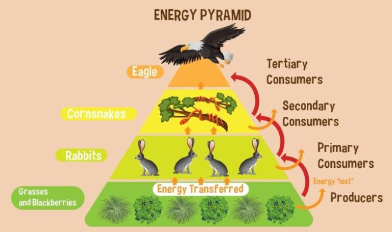 Energy Pyramids Ecology, Definition, Levels, Examples, Importance 