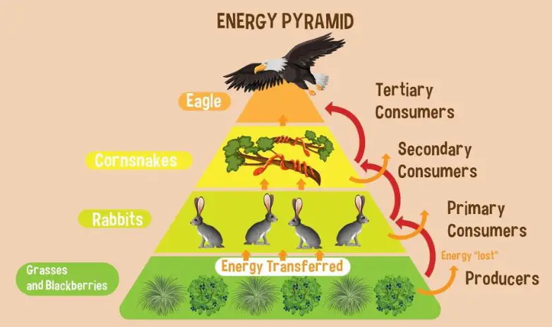 Energy Pyramids Ecology